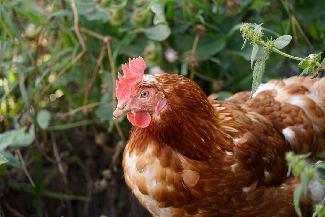 The Good, The Bad and The Beautiful